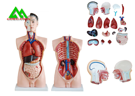 Chine Modèle humain d'anatomie de torse de double sexe médical avec la structure claire principale fournisseur