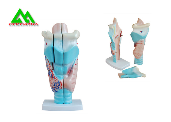 Chine Modèles de enseignement médicaux anatomiques humains modèle en plastique d'oreille interne fournisseur