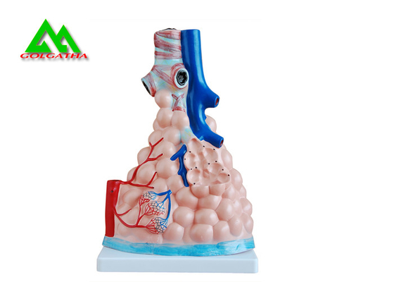 Chine L'enseignement médical professionnel modèle le modèle humain du poumon 3D taille naturelle fournisseur