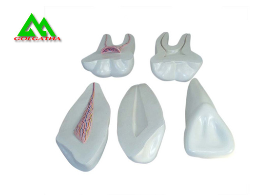 Chine Modèle mou en plastique de dents de gomme de PVC, modèles dentaires pour l'OIN de enseignement de la CE fournisseur
