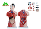 Modèle humain d'anatomie de torse de double sexe médical avec la structure claire principale fournisseur