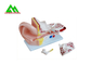 Modèles de enseignement médicaux anatomiques humains modèle en plastique d'oreille interne fournisseur