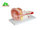 Modèles de enseignement médicaux anatomiques humains modèle en plastique d'oreille interne fournisseur