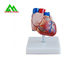 Modèle anatomique humain en plastique de coeur grandeur nature pour les étudiants en médecine fournisseur