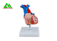 Modèle anatomique humain en plastique de coeur grandeur nature pour les étudiants en médecine fournisseur