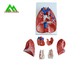 L'enseignement médical professionnel modèle le modèle humain du poumon 3D taille naturelle fournisseur