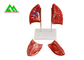 L'enseignement médical professionnel modèle le modèle humain du poumon 3D taille naturelle fournisseur