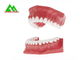Modèle mou en plastique de dents de gomme de PVC, modèles dentaires pour l'OIN de enseignement de la CE fournisseur